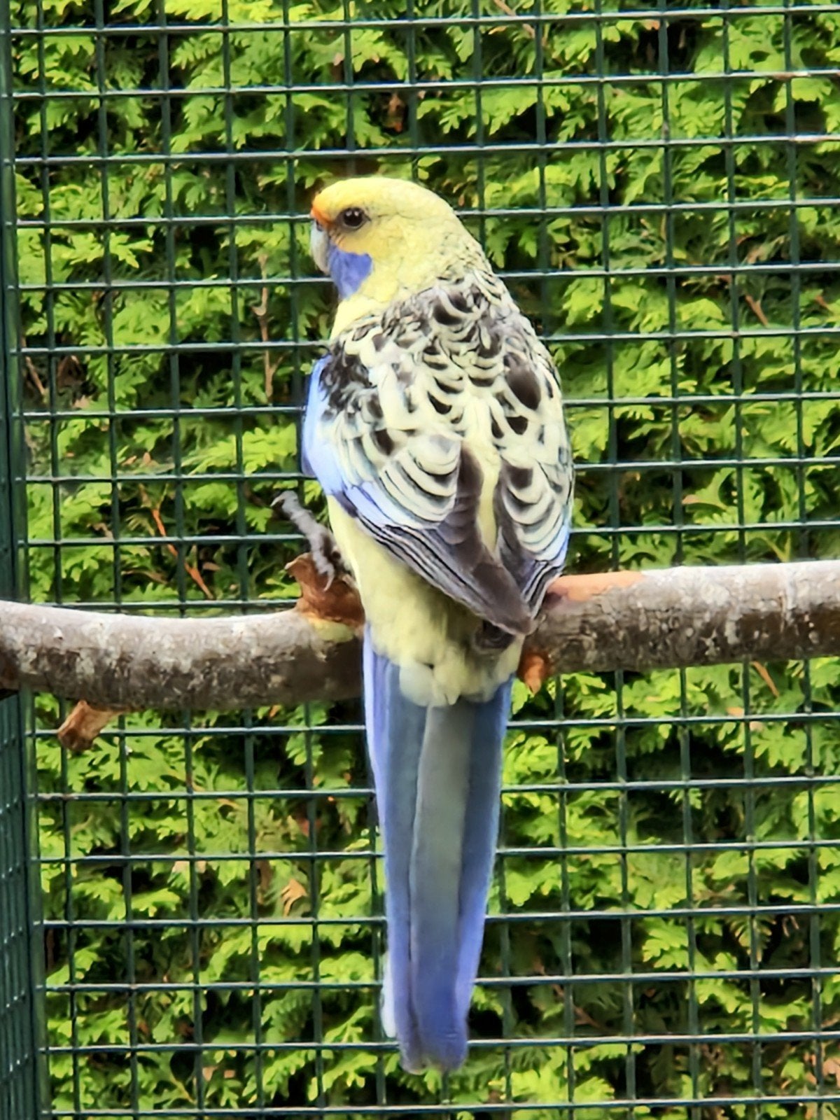 Koppel Strogele Rosella's, Meerdere dieren, Parkiet, Geringd