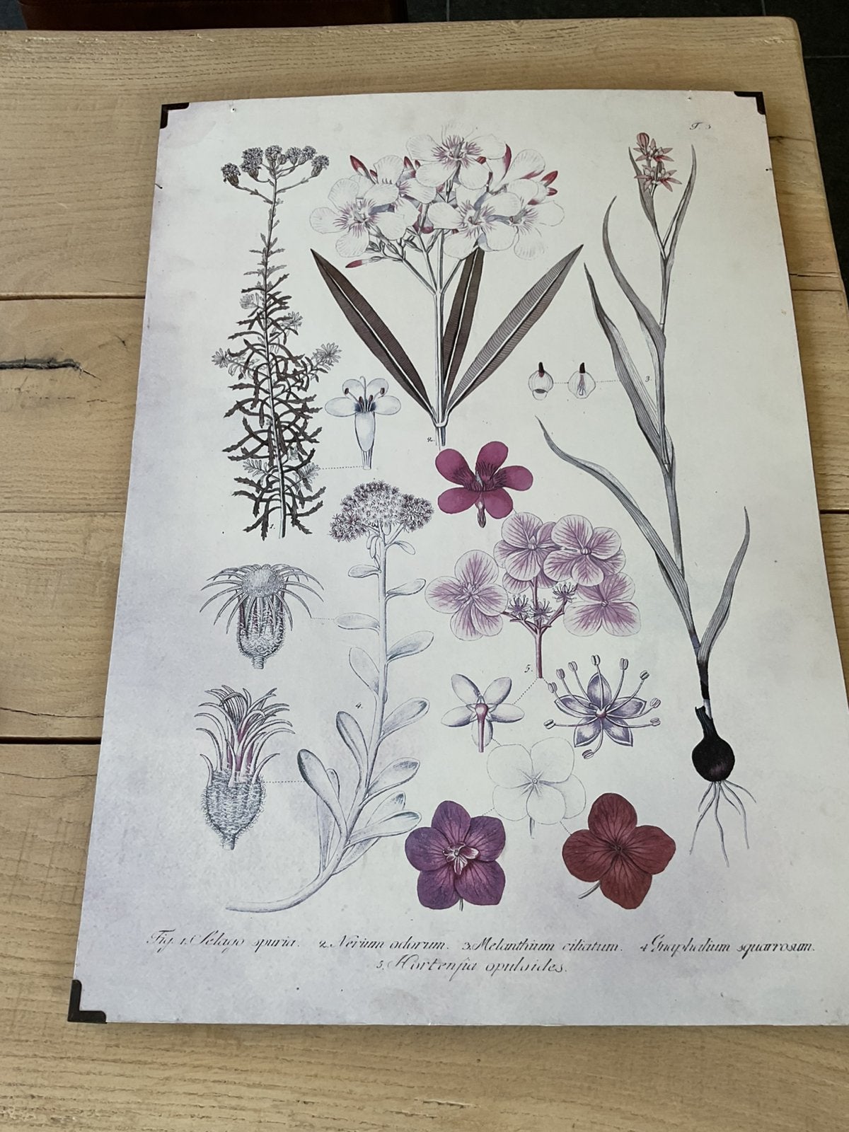 GROTE WANDPLAAT MET BOTANISCHE BLOEMEN/PLANTEN, Ophalen of Verzenden, Gebruikt