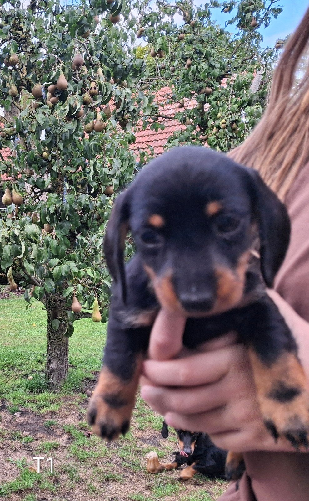 teckel puppies, 8 tot 15 weken, Meerdere, Meerdere dieren, Klein