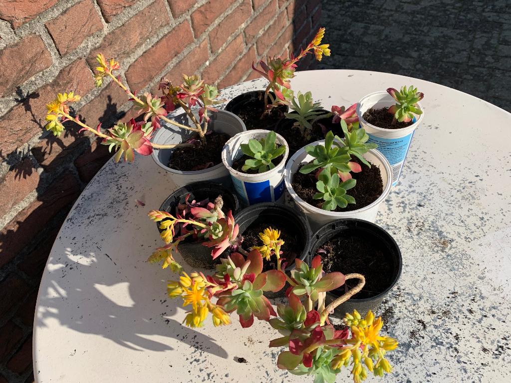 Sedum Palmeri, Tuin en Terras, Ophalen, Bodembedekkers, Vaste plant, Halfschaduw