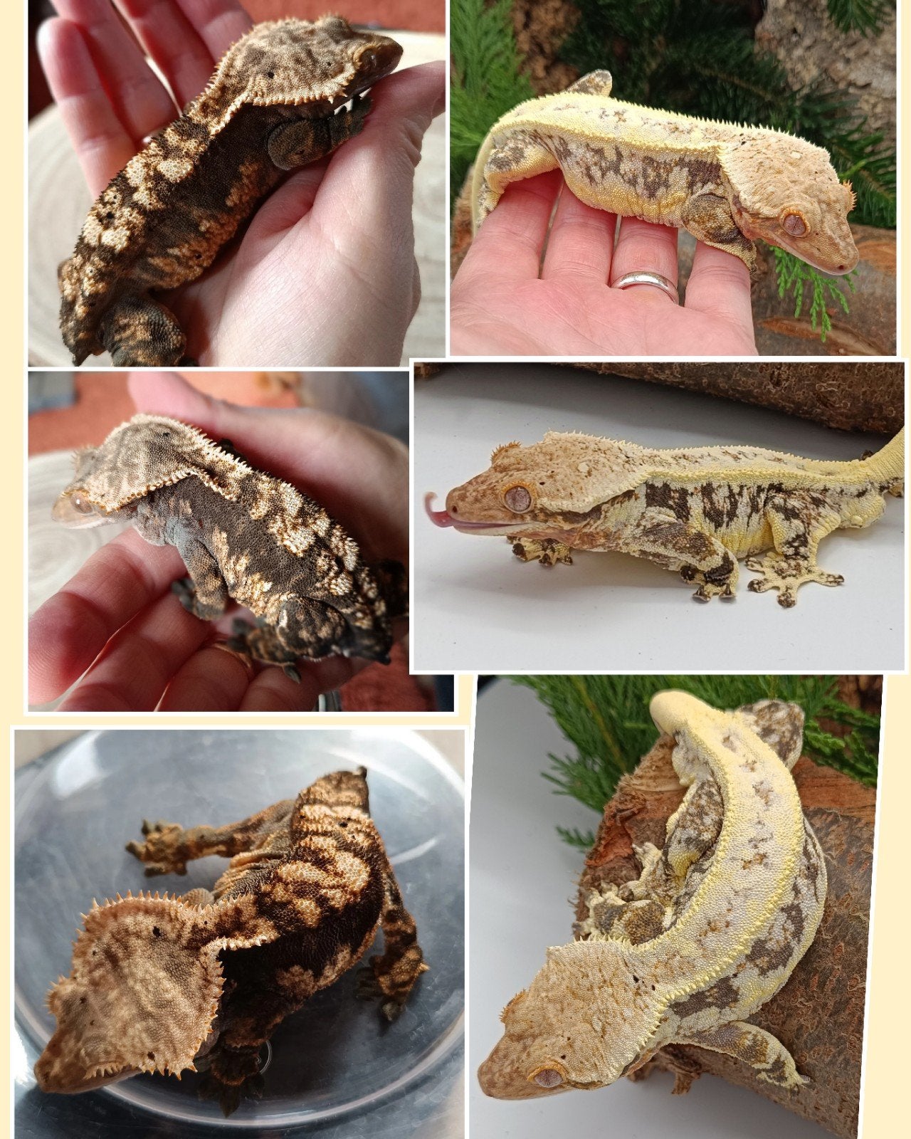 Wimpergekko nakweek 2026 harlequin Crested Gecko photo 7