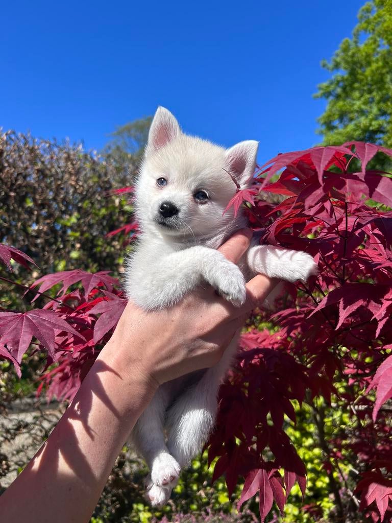Knappe pomsky pup!, Keeshond, 8 tot 15 weken, Parvo, Meerdere