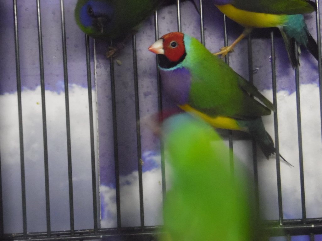 Gouldamadine | Passend advies | Tropische vogels, Meerdere dieren, Tropenvogel, Geringd