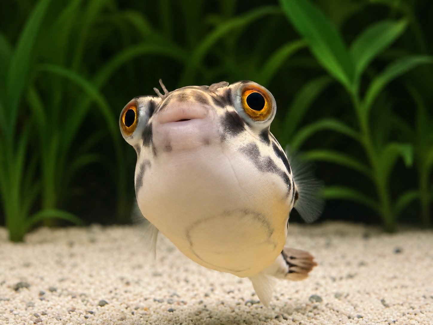 Tetraodon MBU - Kogelvis - Cichla - Crenicichla, Vis