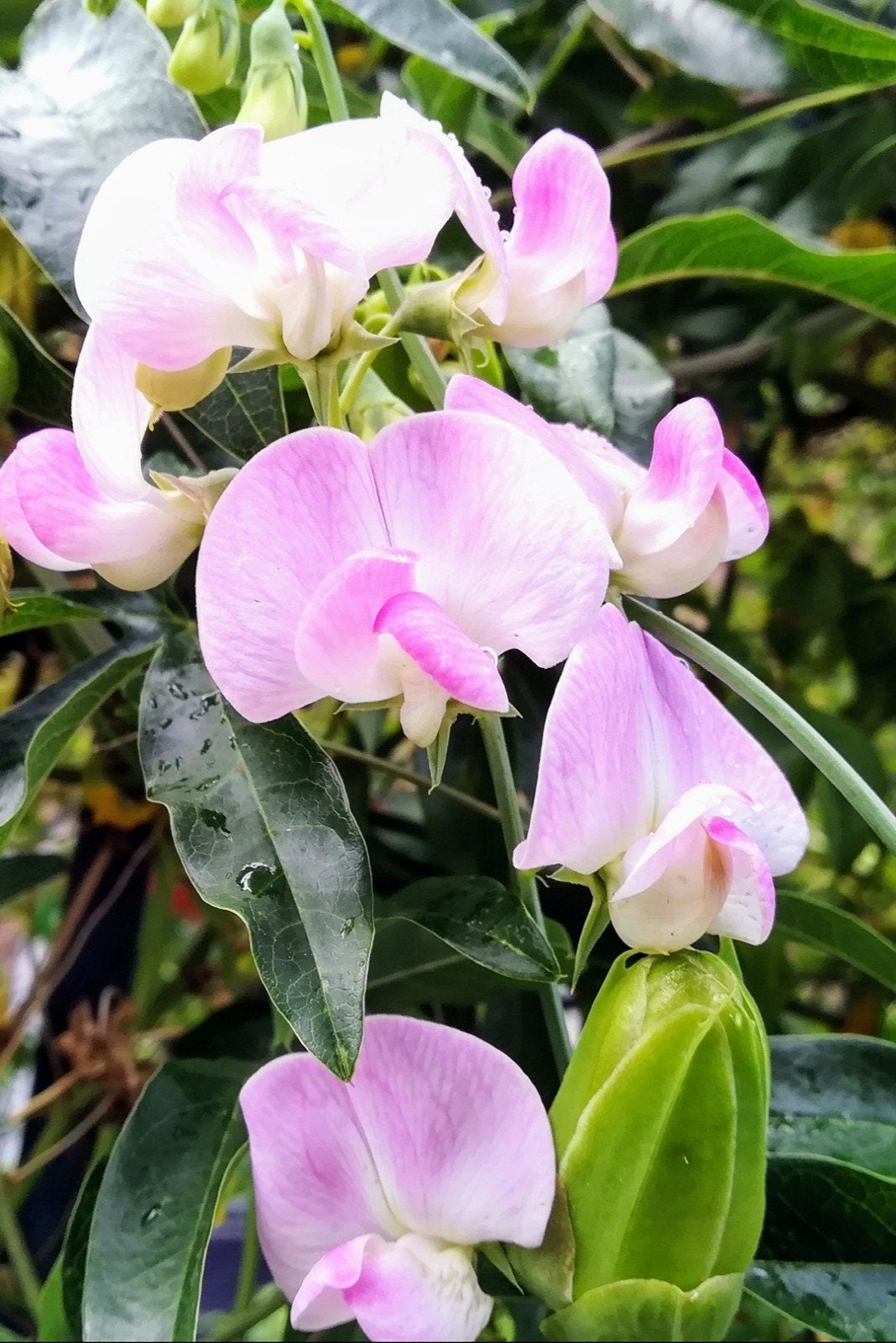 Lathyrus Latifolius Pink Pearl zaden, licht roze, Verzenden, Overige soorten, Volle zon