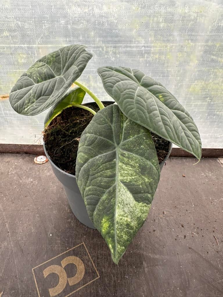 Alocasia Variegated, Ophalen of Verzenden, Halfschaduw, Minder dan 100 cm
