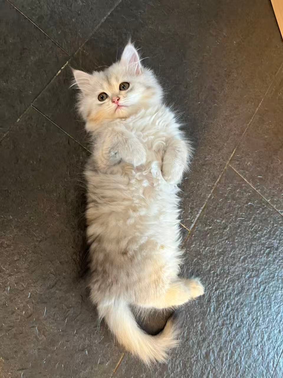 Superlief Britse Langhaar kitten (poesje), Poes, Ontwormd, 0 tot 2 jaar