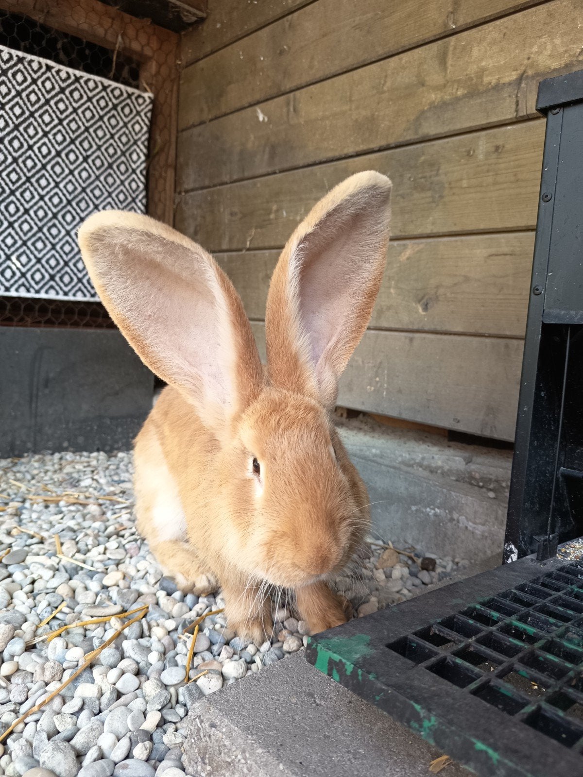 Gele Vlaamse reus ram met microchip, Dieren en Toebehoren, Konijnen, Mannelijk, Groot, 0 tot 2 jaar