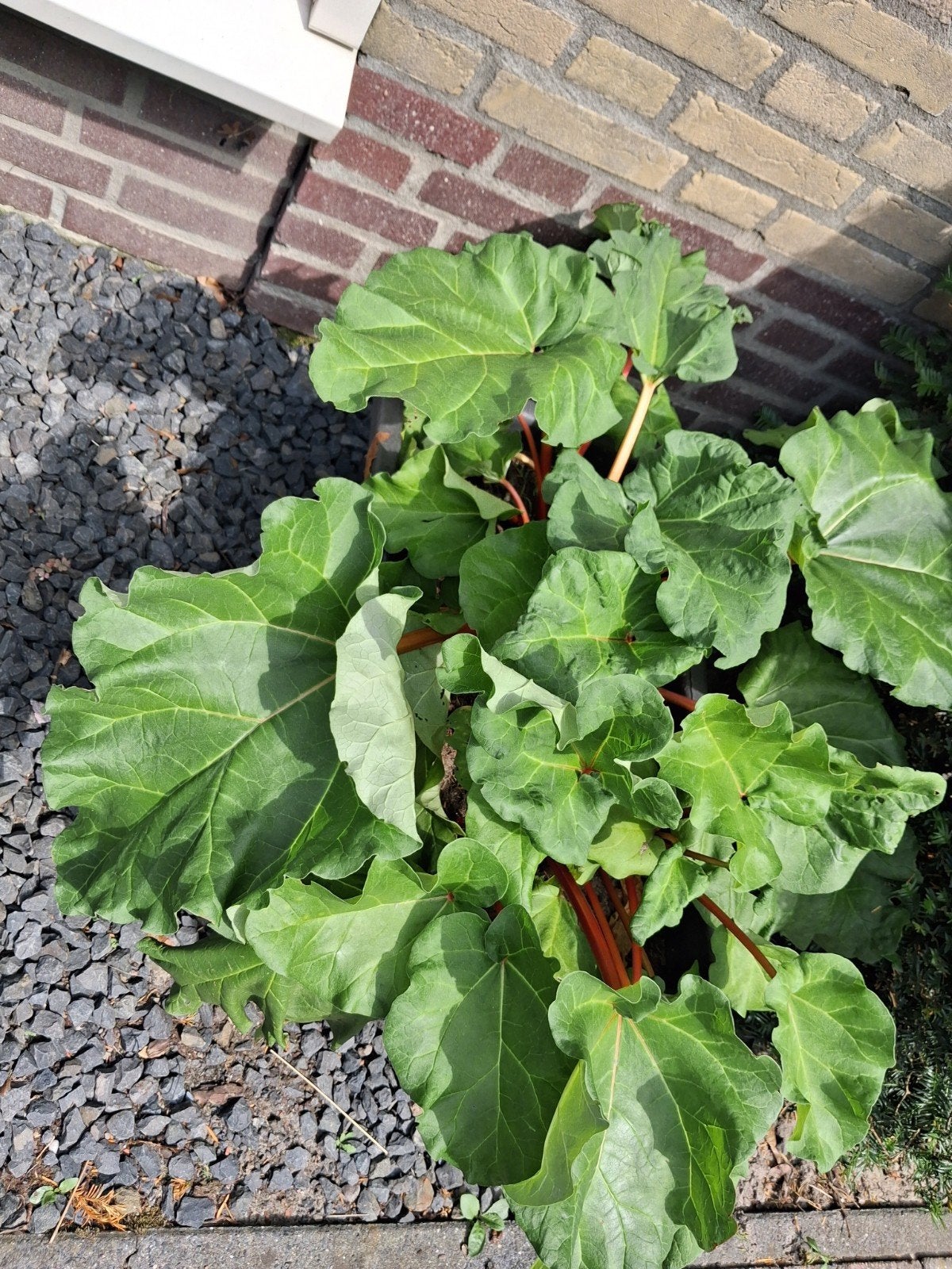 Verse Rabarberplant - Ideaal voor eigen oogst, Ophalen, Volle zon, Vaste plant, Bloeit niet