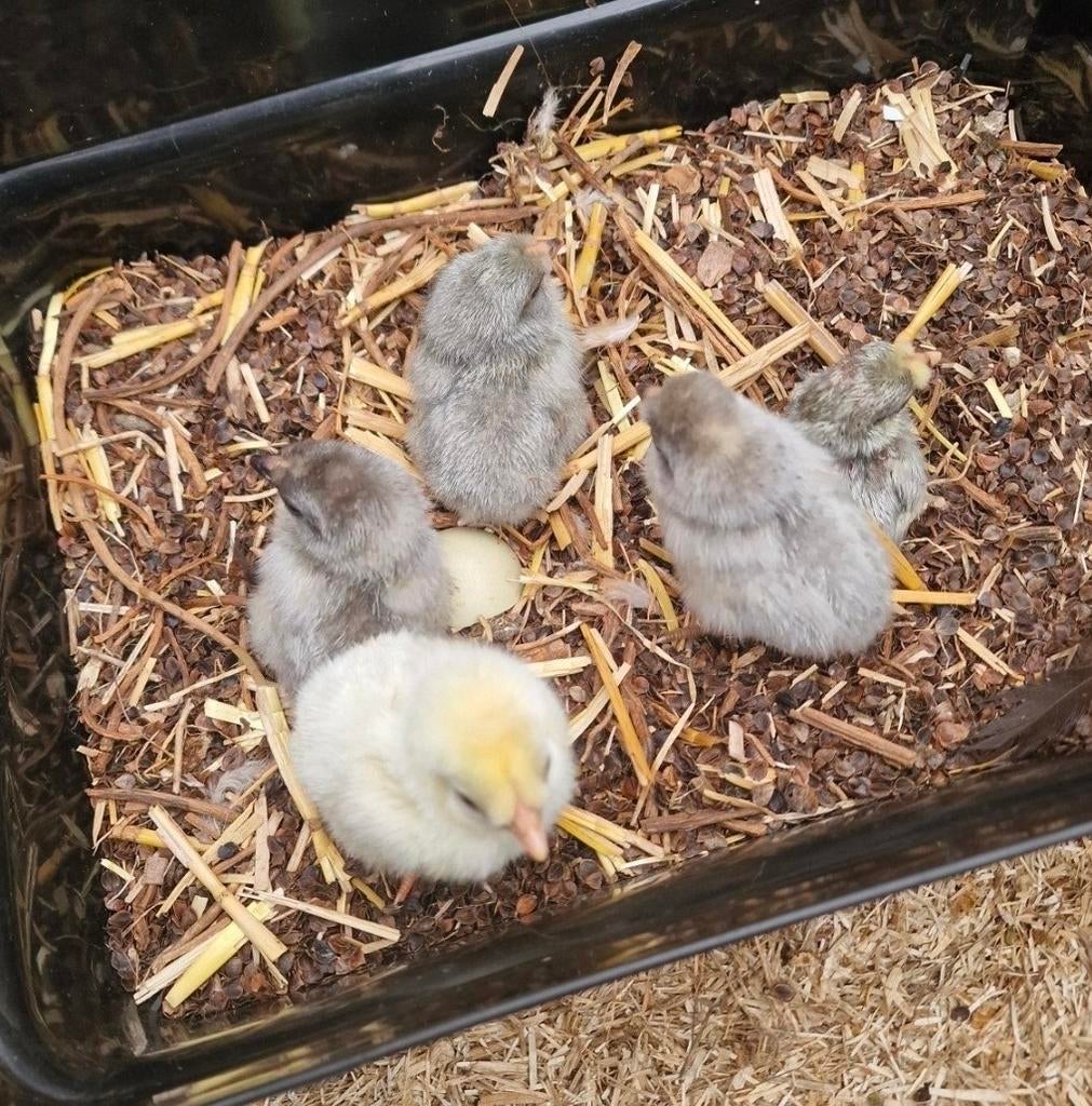 Kuikens Araucana ( blauw / groen leggers), Dieren en Toebehoren, Pluimvee, Geslacht onbekend, Kip