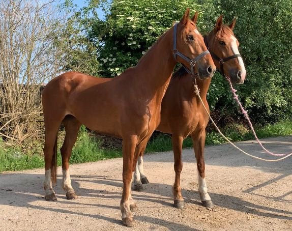 Prachtige pony voor de mensport!, Merrie, Tuigpaard, Met stamboom, 7 tot 10 jaar