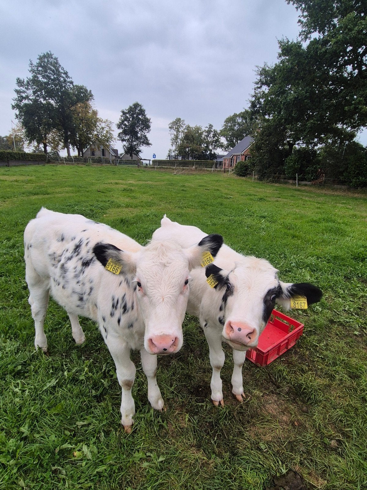 belgisch blauw  holstein kalveren, Dieren en Toebehoren, Vrouwelijk, 0 tot 2 jaar