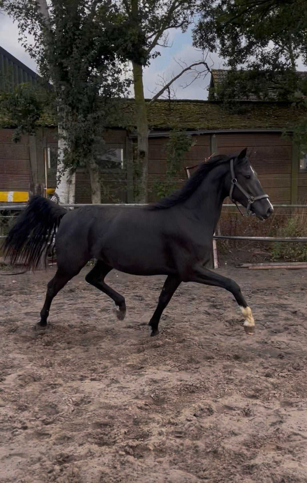 Knappe zwarte 2,5 jarige merrie, Dieren en Toebehoren, 3 tot 6 jaar, Gechipt, Onbeleerd, Recreatiepony