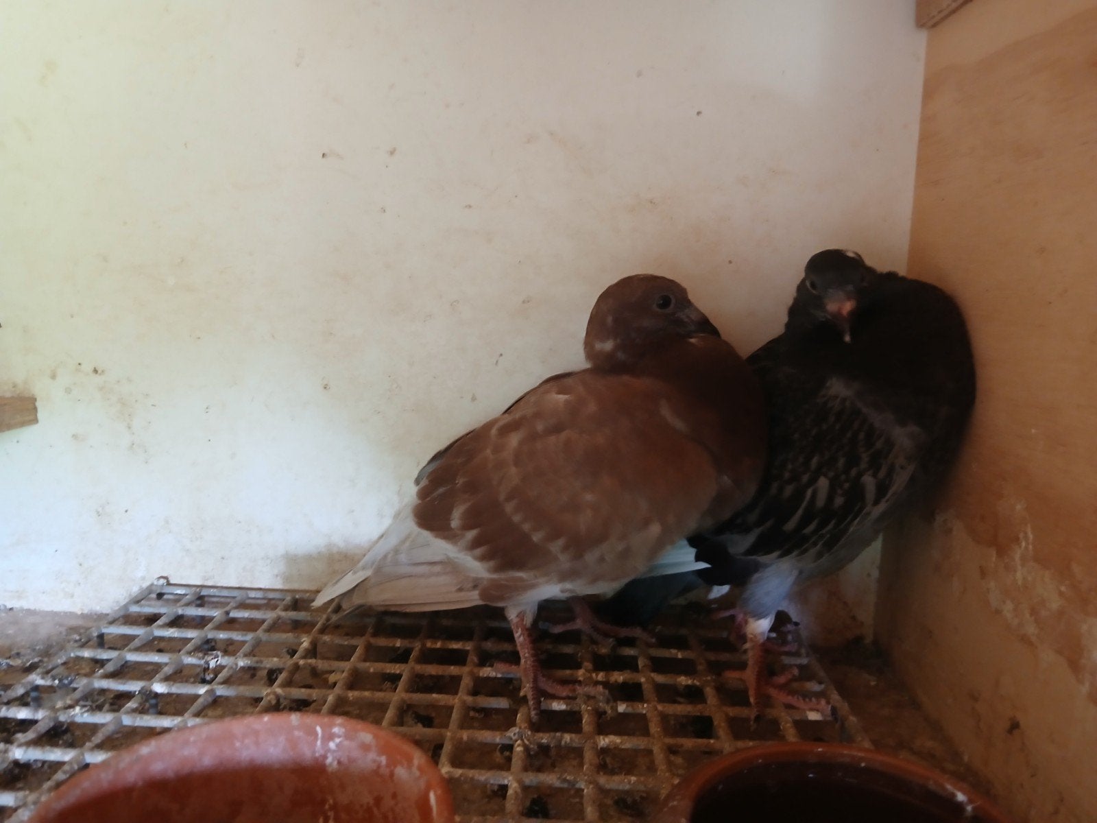 Tilduiven, kroppers, piepers., Meerdere dieren