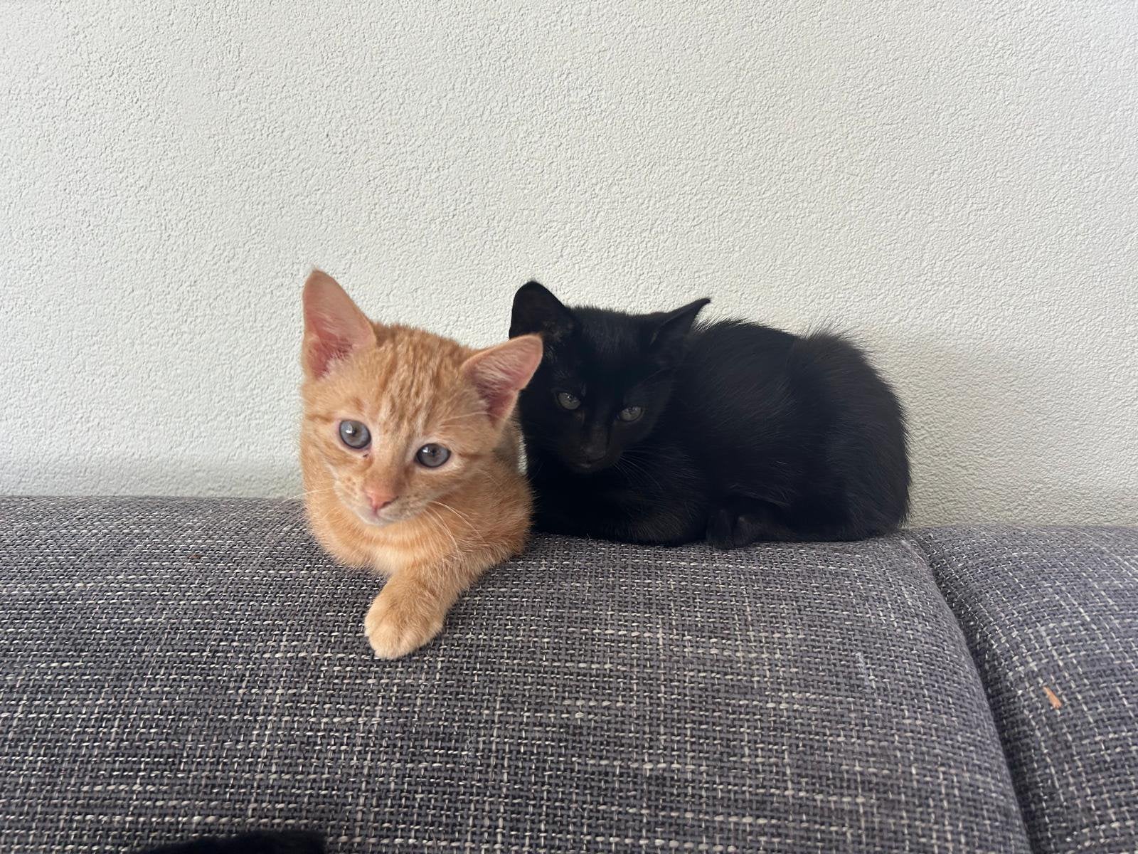 Mooie boerderijkittens, Kater
