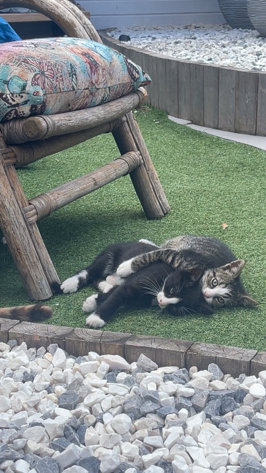 Kitten, Geslacht onbekend, Kortharig, 0 tot 2 jaar