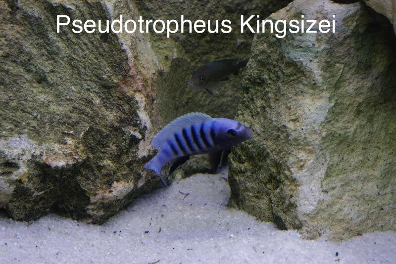 Pseudotropheus kingsizei ( pulpican ), Vis