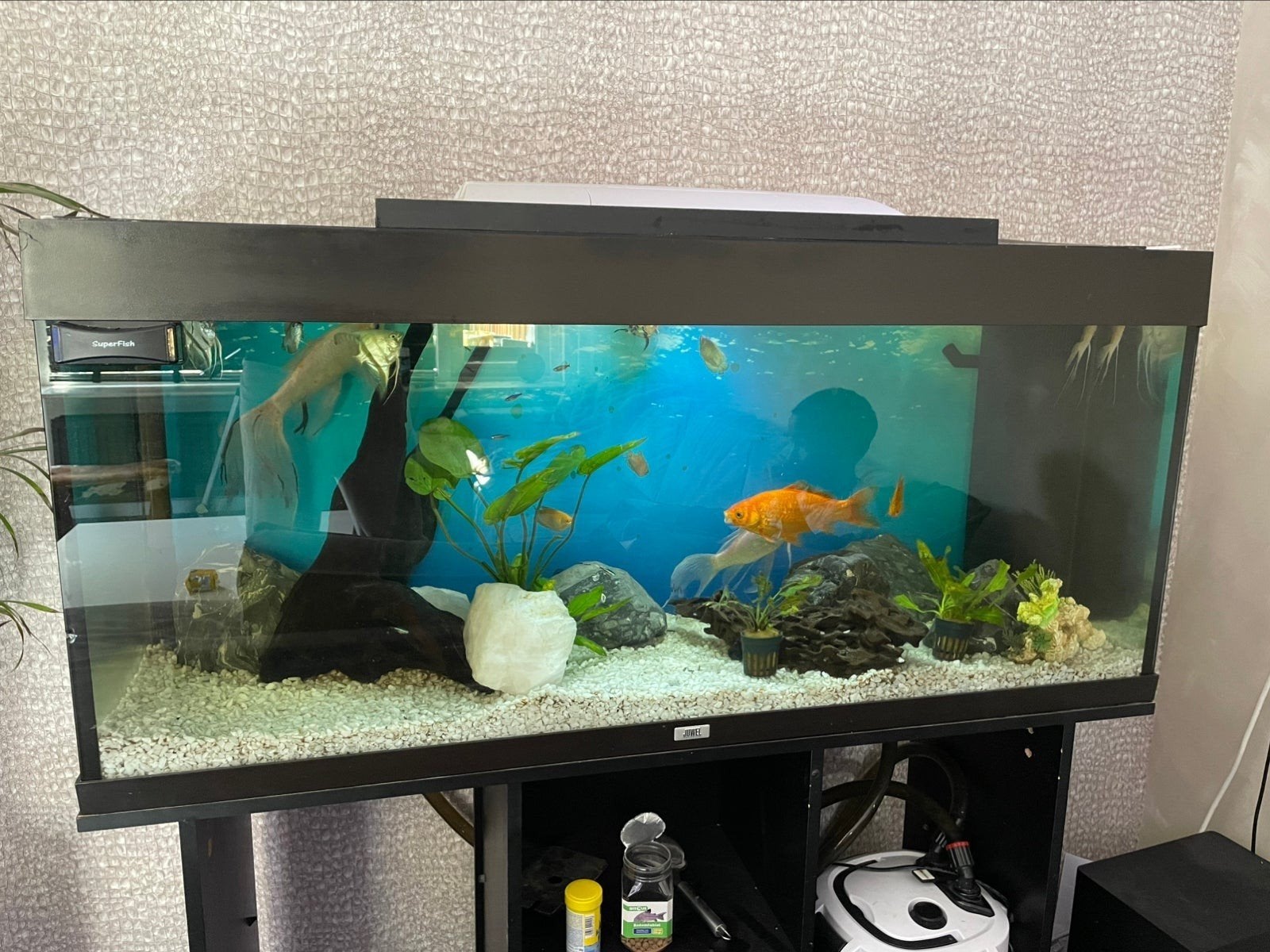 Complete aquarium, Ophalen