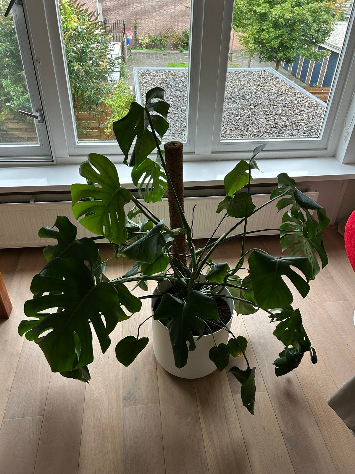 Grote Monstera Deliciosa Kamerplant met Mosstok, Huis en Inrichting, Ophalen, 100 tot 150 cm, Overige soorten, Halfschaduw
