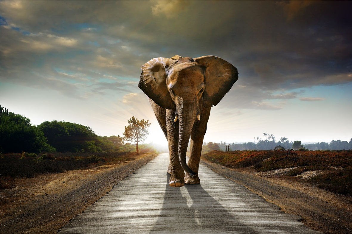 Glas Schilderij 'Olifant op Weg' - 89x129 cm, Ophalen