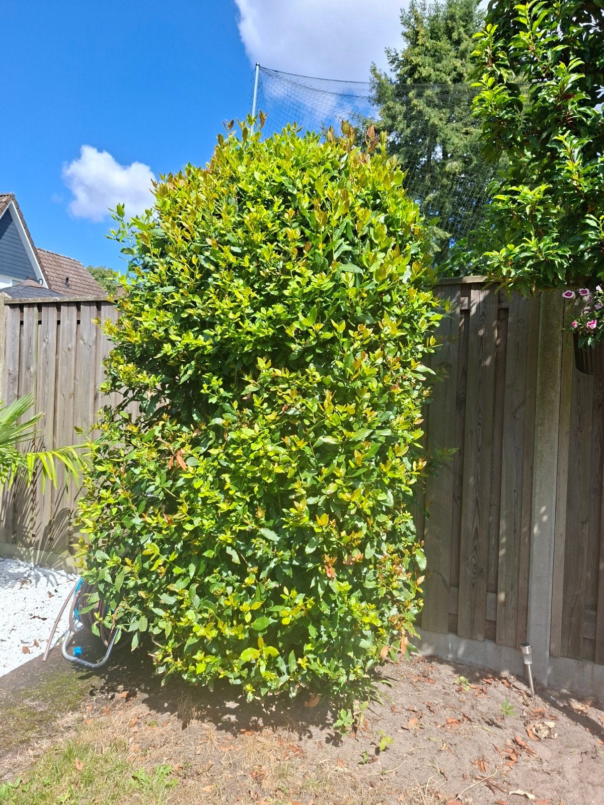 Grote groenblijvende laurierboom van ca. 2.5 meter, Tuin en Terras, Planten | Struiken en Hagen, Struik, Laurier, 250 cm of meer