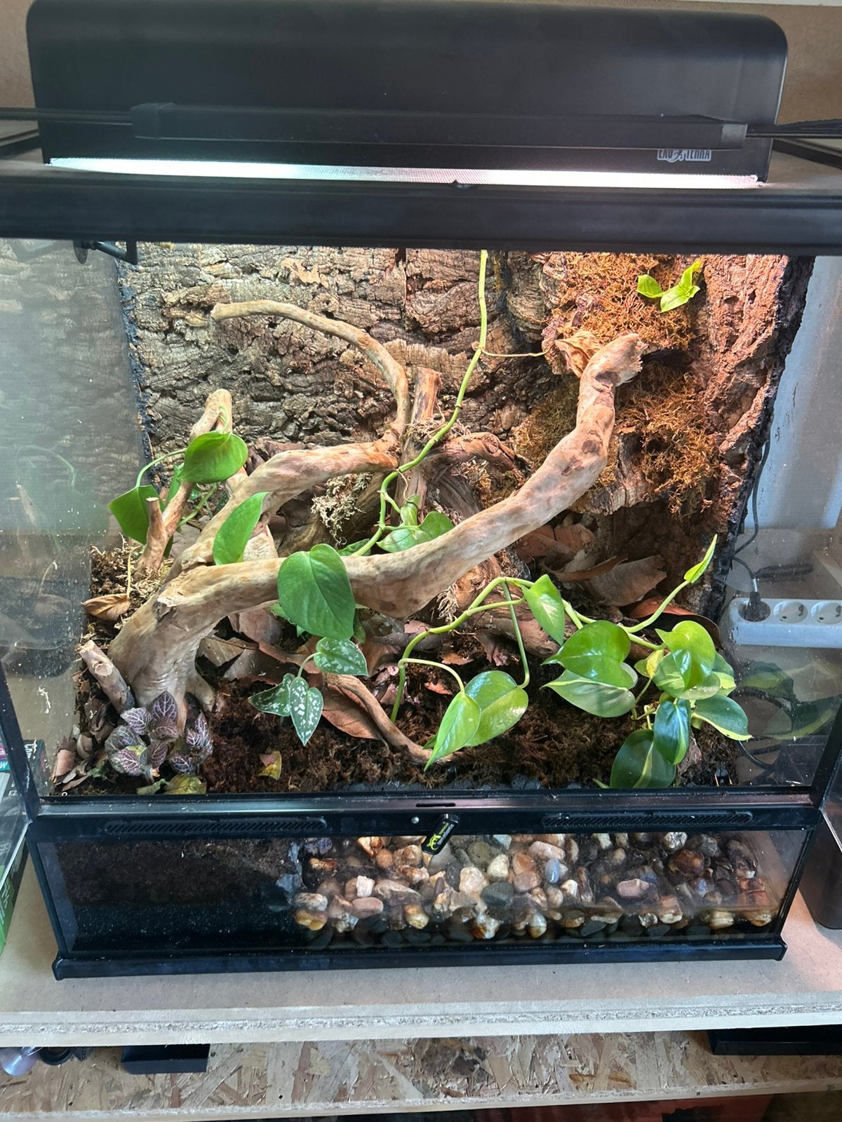 Terratlantis smart 60x45x60 met 3 jonge Roodoogboomkikker, Ophalen, Gebruikt, Terrarium of Paludarium