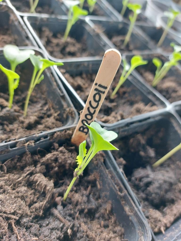 Broccoli stekjes voor moestuin en kweek kas 50 cent/ stuk, Tuin en Terras, Kweekspullen, Ophalen, Nieuw, Overige typen