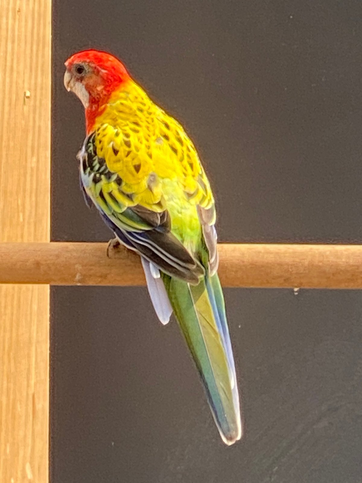 Te koop., Dieren en Toebehoren, Vogels | Parkieten en Papegaaien, Meerdere dieren, Parkiet, Geringd