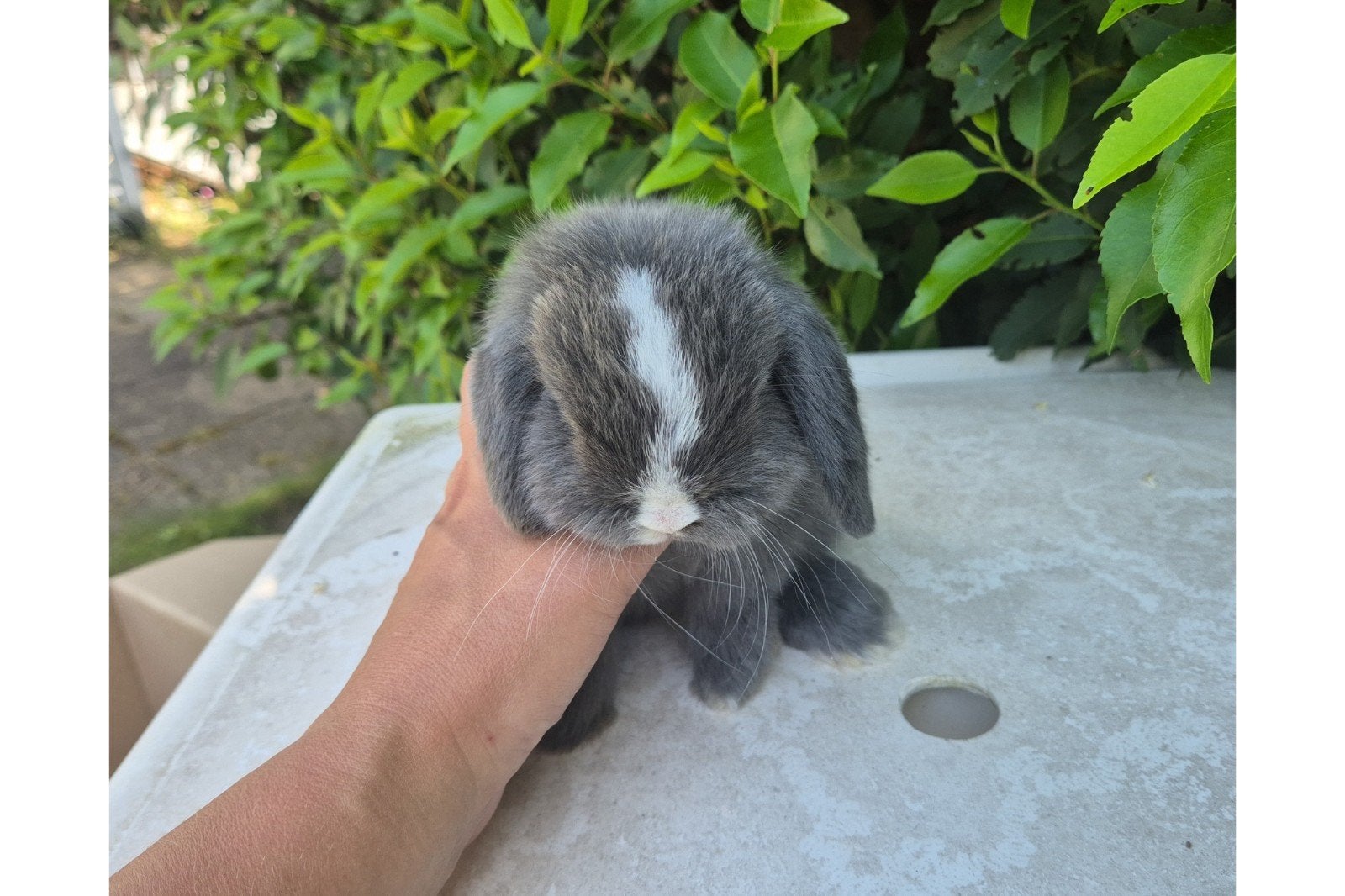 Zeer lief, knap Raszuiver Minilop Hangoor Rammetje, Mannelijk, Dwerg, Hangoor, 0 tot 2 jaar