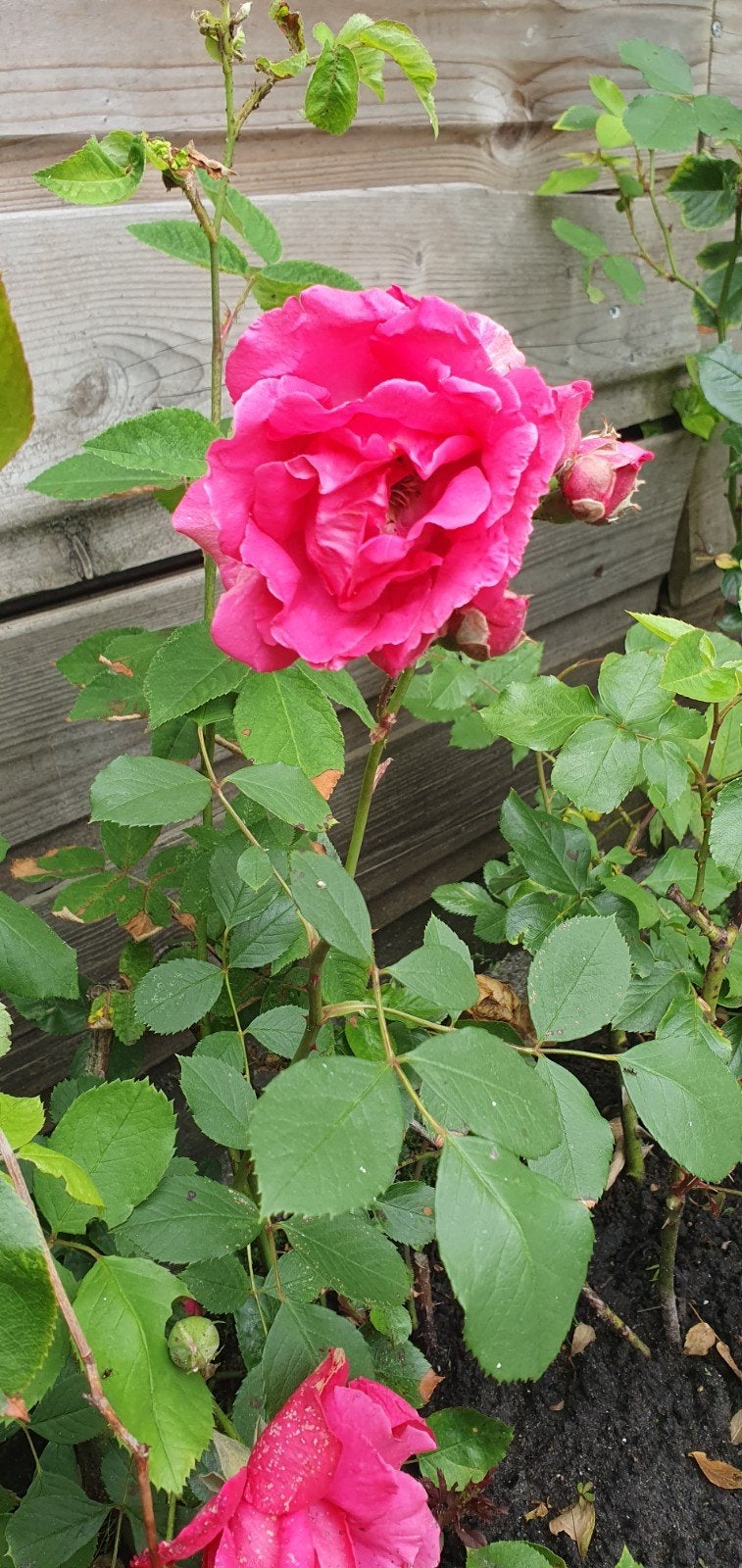Rozenstruik - 50cm hoge roze roos, Volle zon, Vaste plant, Zomer, Ophalen
