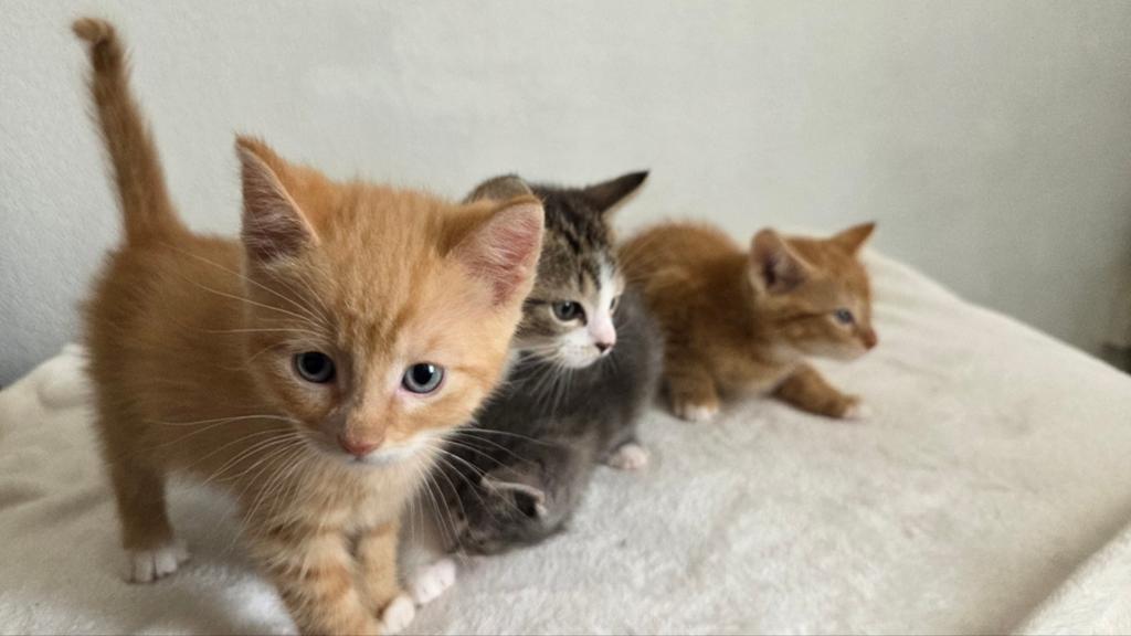 Prachtige handtamme kittens, Dieren en Toebehoren, Katten en Kittens | Overige Katten, Meerdere dieren, 0 tot 2 jaar