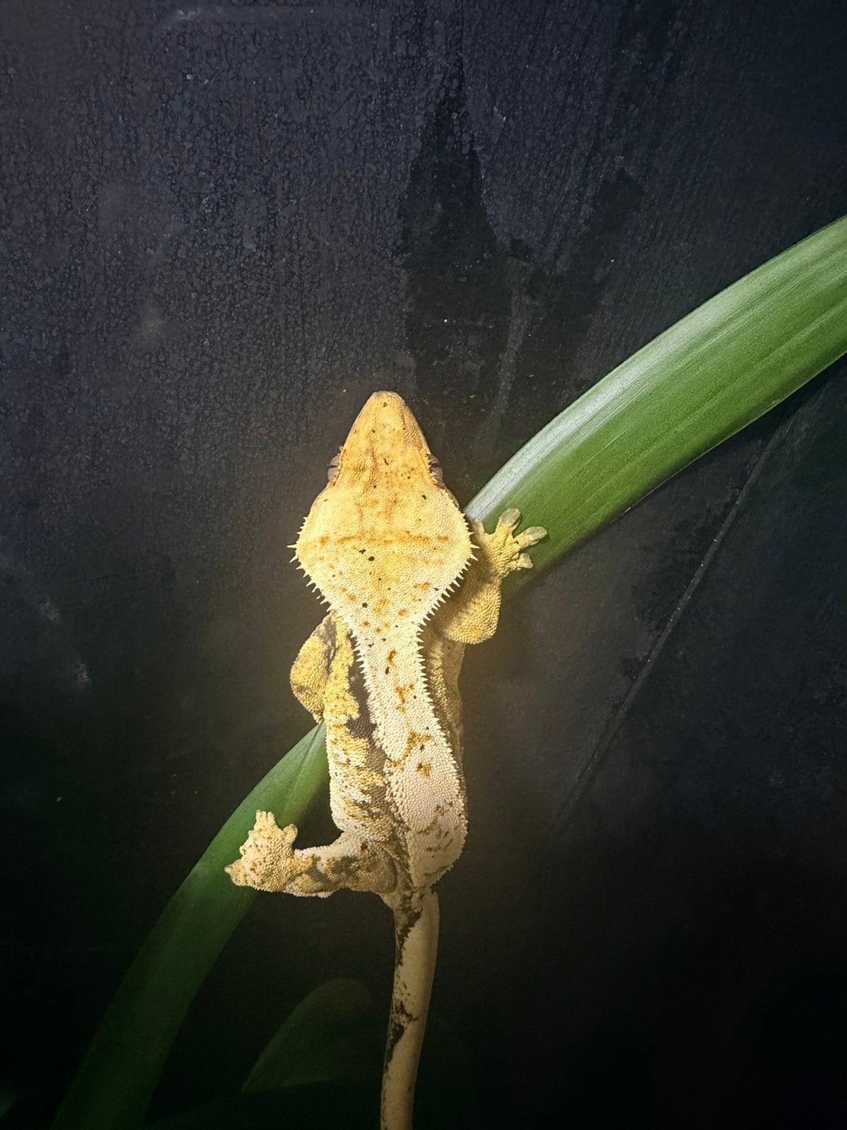 Wimpergekko vrouwtje Crested Gecko photo 5