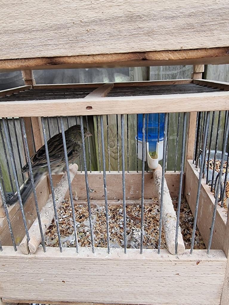 Spaanse timbro, Meerdere dieren
