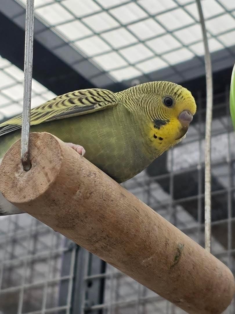 Grasparkiet, Dieren en Toebehoren, Meerdere dieren, Parkiet