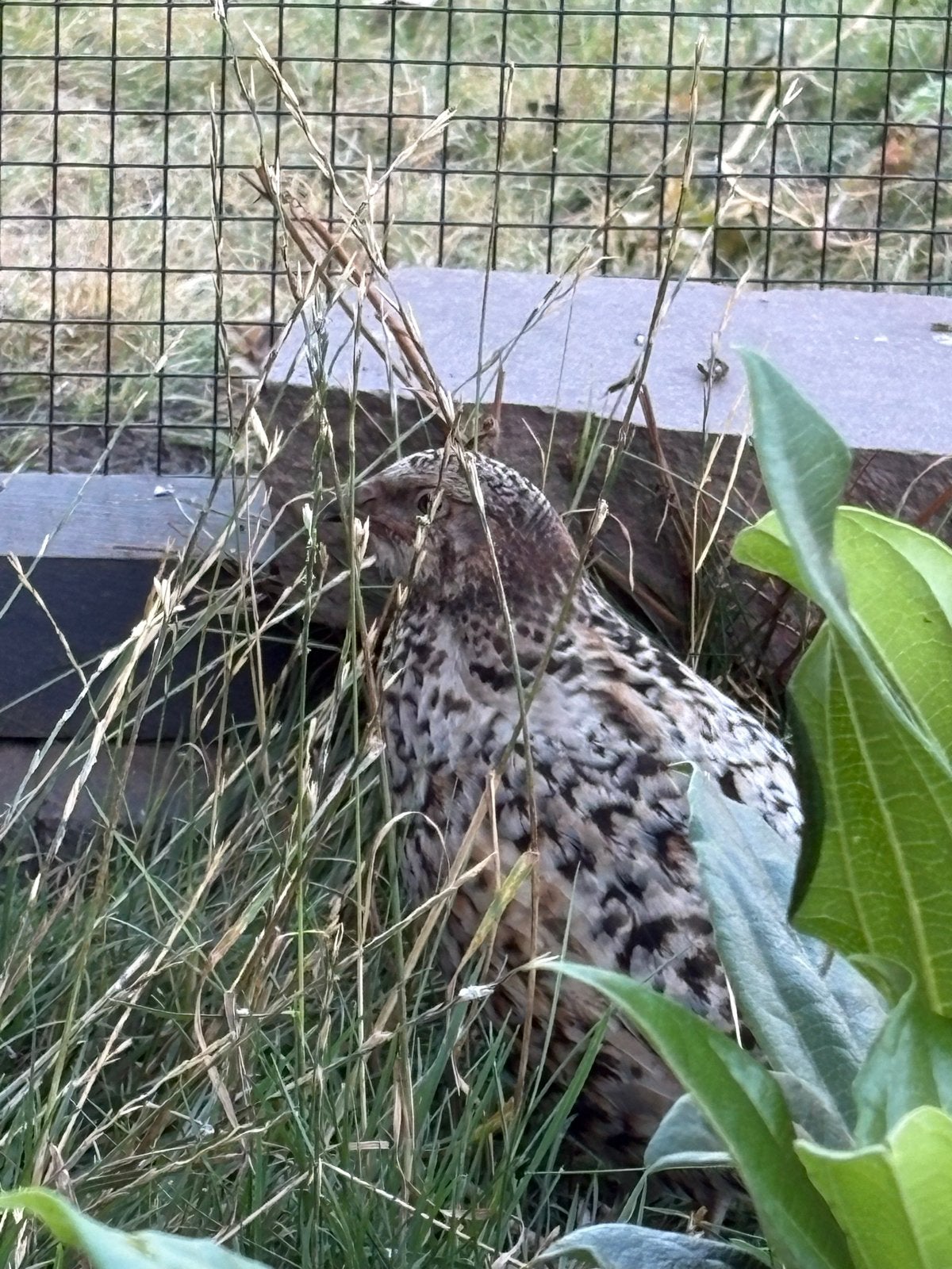 Japanse kwartel koppel (natuurbroed), Meerdere dieren, Overige soorten