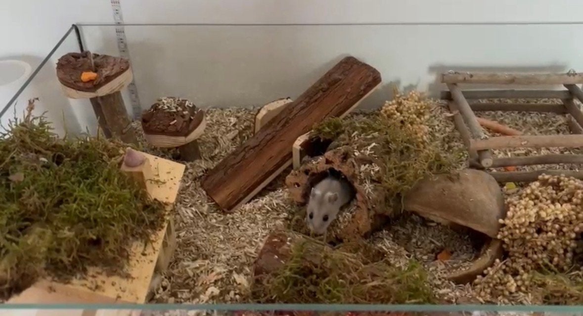 Dwerghamster zoekt een nieuw huisje, Dieren en Toebehoren, Knaagdieren, Februari, Geslacht onbekend, Hamster