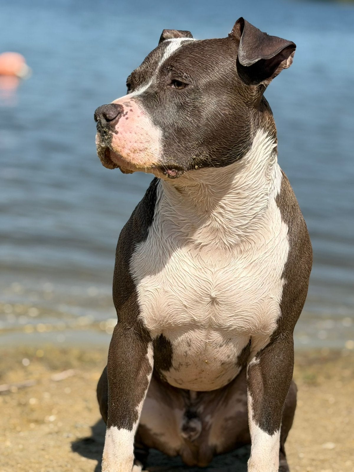 Amerikaanse Stafford dekreu beschikbaar – Gino (2 jaar), Reu, 1 tot 2 jaar, Eén hond, Nederland