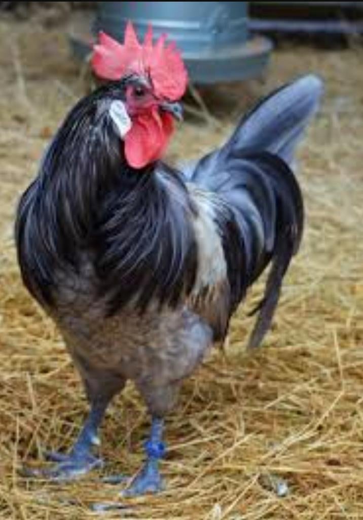 Broedeieren Bresse Gauloise Blue / Poule de Bresse Blue, Geslacht onbekend, Kip