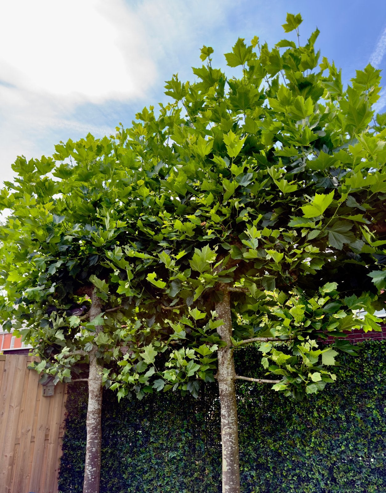 Leibomen (12 jaar oud) - Zelf uitgraven, Volle zon, Vaste plant, Bloeit niet, Ophalen