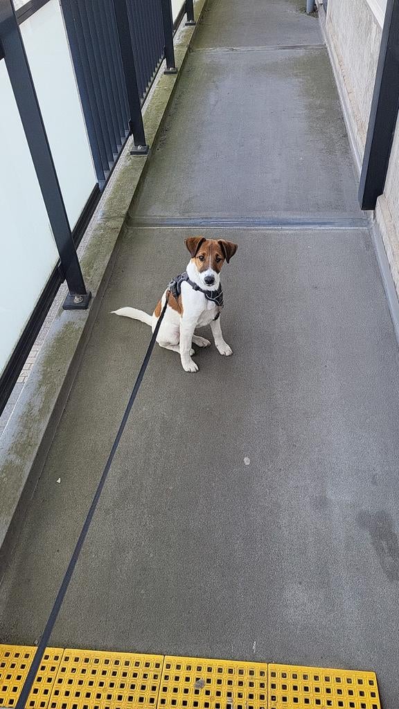 Te koop, 8 tot 15 weken, Eén hond, Nederland, Particulier