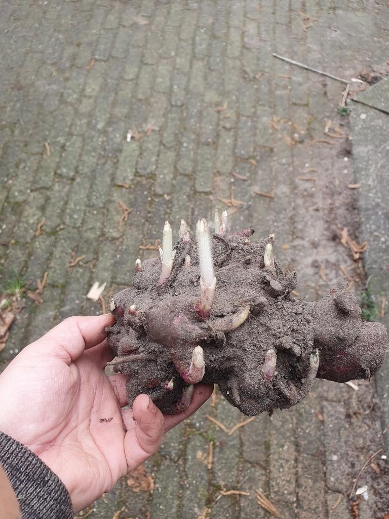 Grote yacon broedknollen, Tuin en Terras, Planten | Tuinplanten, Ophalen of Verzenden, Overige soorten, Volle zon