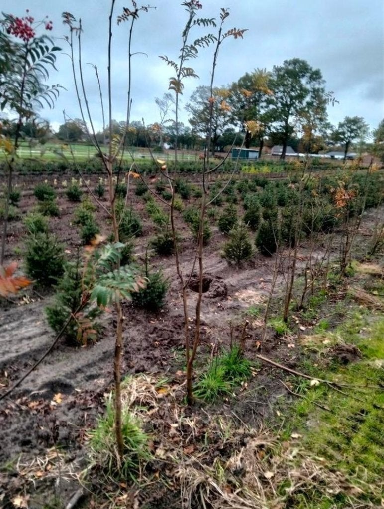 lijsterbes ( Sorbus aucuparia), Overige soorten, Lente, 100 tot 250 cm, Ophalen