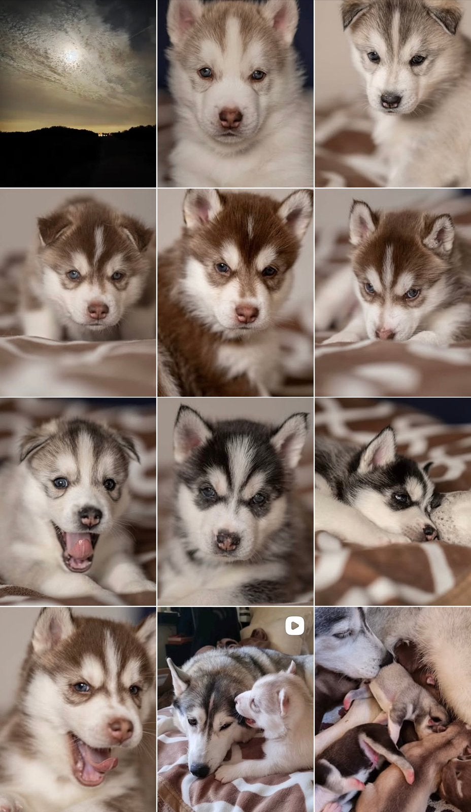 Siberische husky pups: aankondiging nestje 🐣, 6 jaar of ouder, Parvo, Poolhond, Meerdere