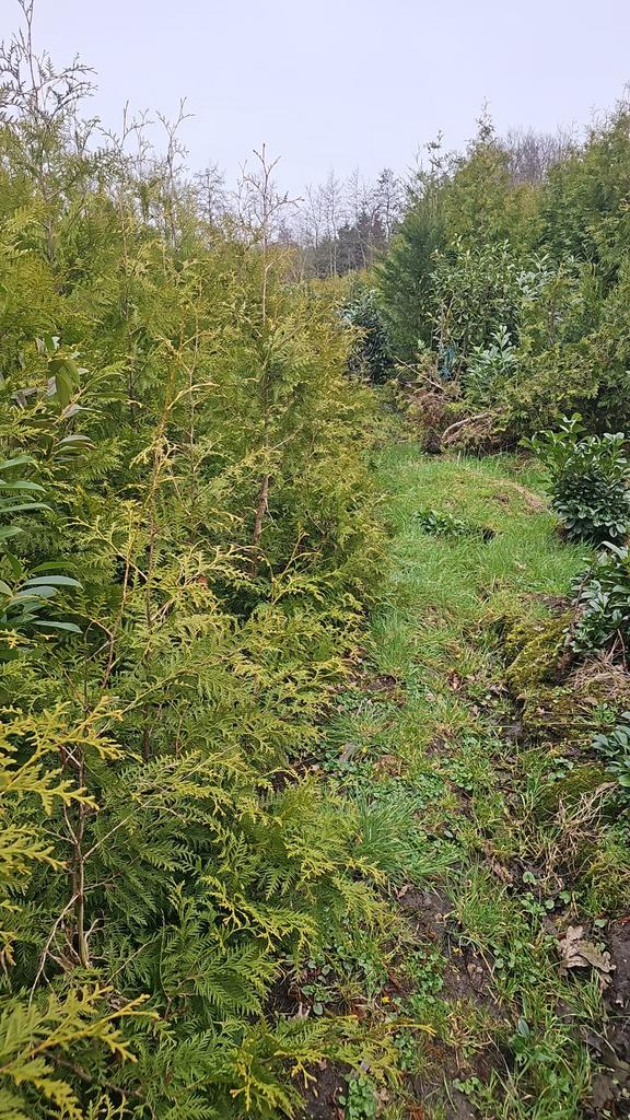 Thuja frieslandia conifeer, Ophalen of Verzenden, Conifeer, 100 tot 250 cm
