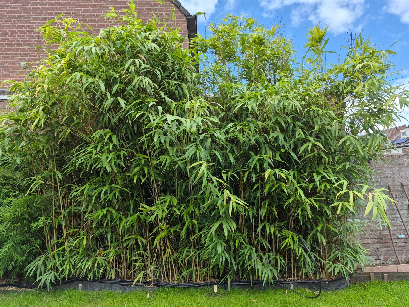 Bamboe pseudosasa japonica groenblijvend 5m breed 4m hoog, Ophalen