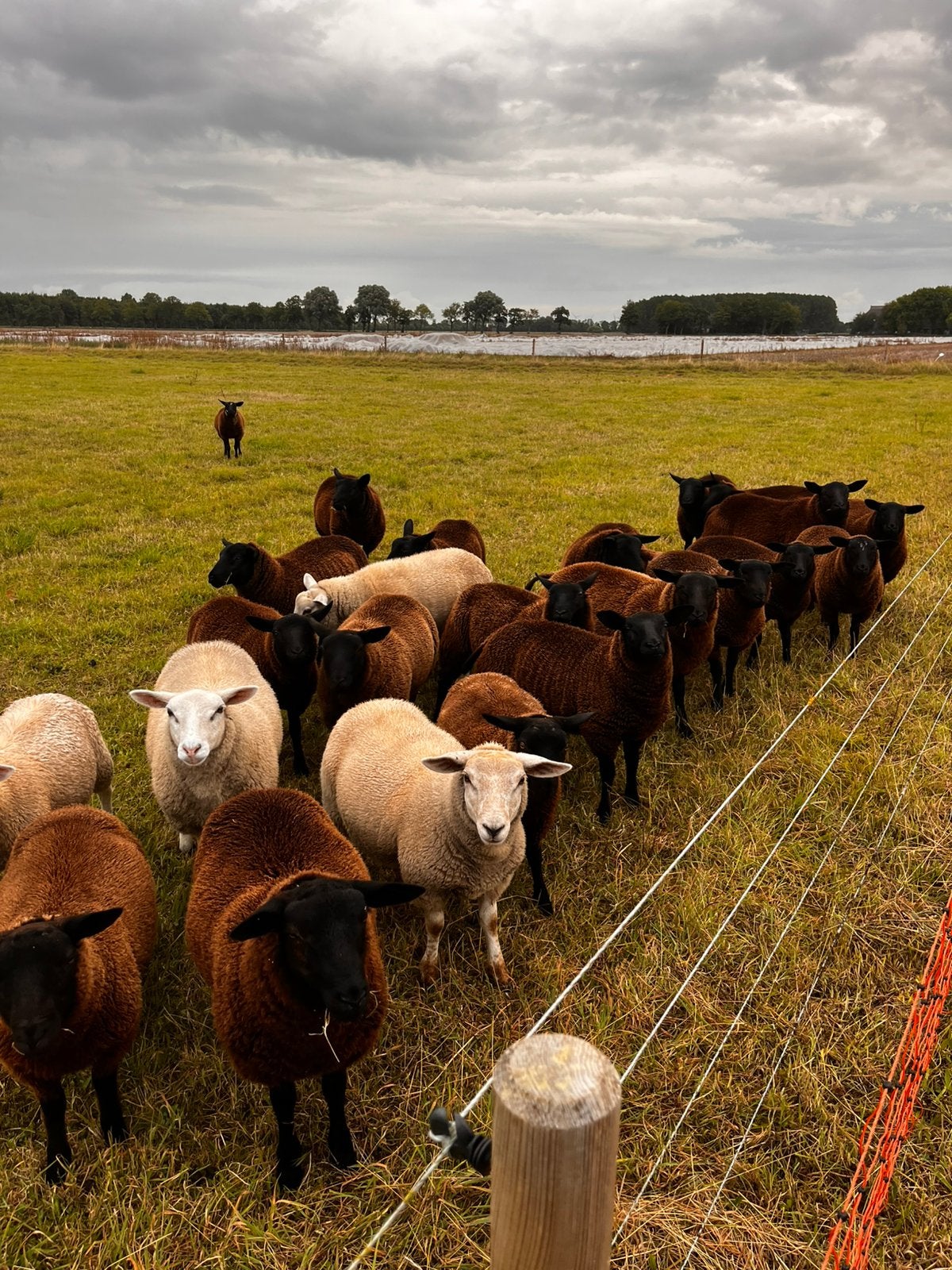Schapen, Meerdere dieren, Schaap, 0 tot 2 jaar
