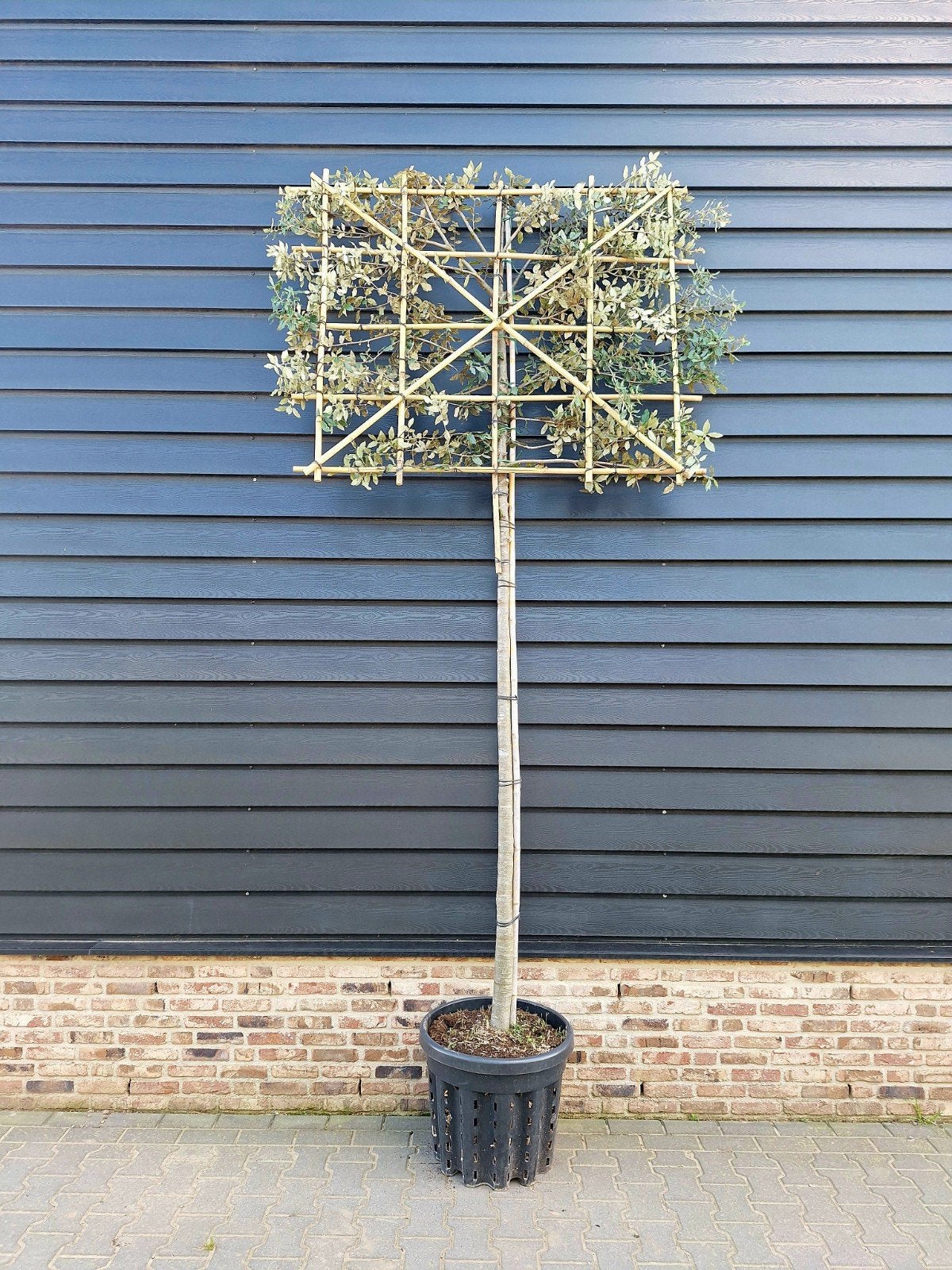 Steeneik Quercus Ilex Hoogstam / Leiboom🌿 groenblijvend, Ophalen, Halfschaduw