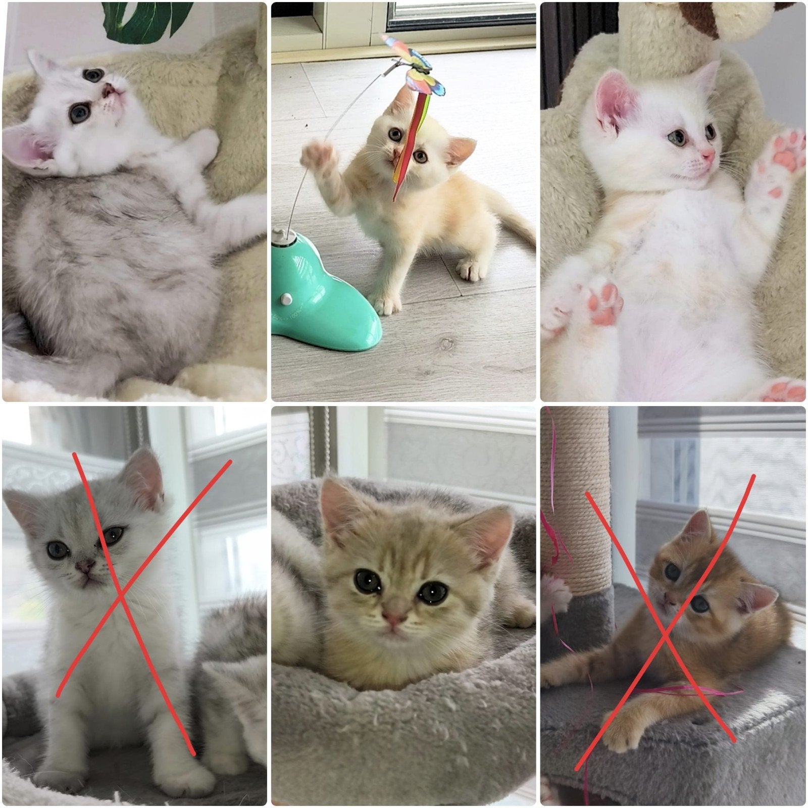 Britse korthaar kittens, Dieren en Toebehoren, Katten en Kittens | Raskatten | Korthaar, Meerdere dieren, Ontwormd, 0 tot 2 jaar