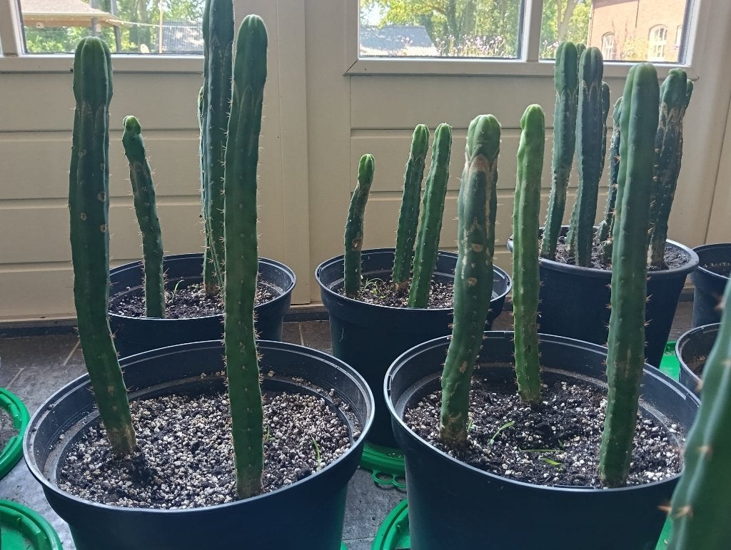 San Pedro cactussen (met mescaline) van 25 - 40 cm, Huis en Inrichting, Kamerplanten, Verzenden, Minder dan 100 cm, In pot, Cactus