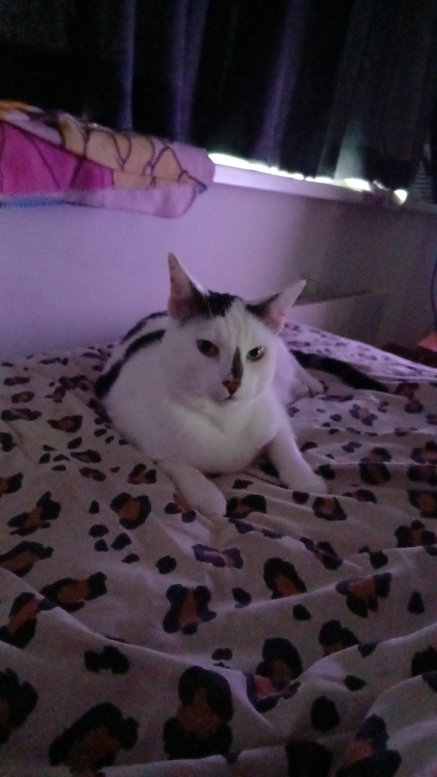 spoed!, Dieren en Toebehoren, Meerdere dieren